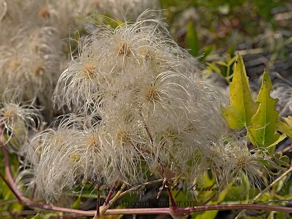 Clematis ligusticifolia  VIRGIN'S BOWER 3024108-z