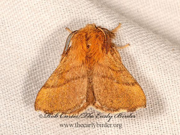 Malacosoma disstria  FOREST TENT CATERPILLAR MOTH 3034945z
