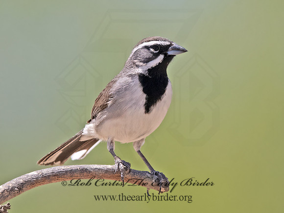 Amphispiza bilineata  BLACK-THROATED SPARROW 3033954z