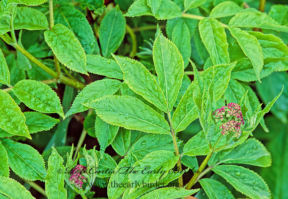 Sambucus racemosa  RED ELDERBERRY 242137z