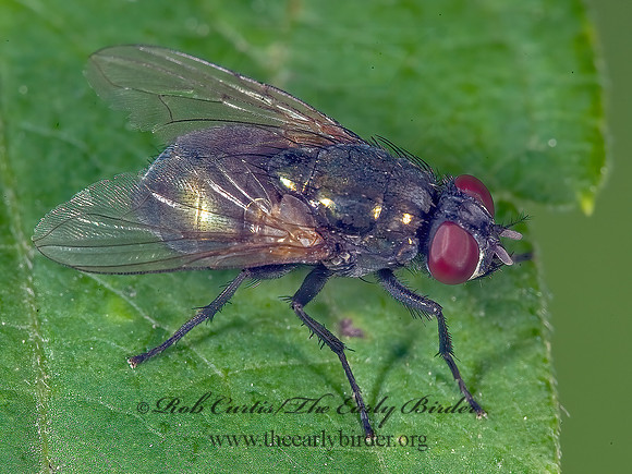 Eudasyphora cyanicolor  MUSCID FLY 8005225z