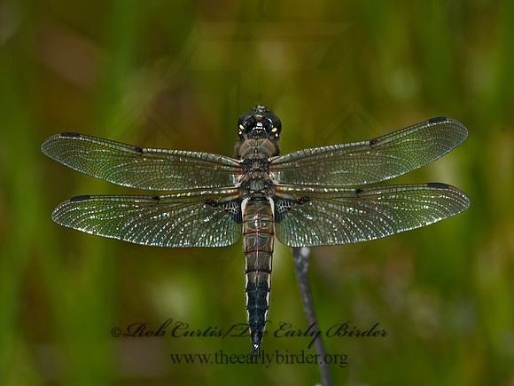 Libellula quadrimaculata FOUR-SPOTTED SKIMMER 3014228z