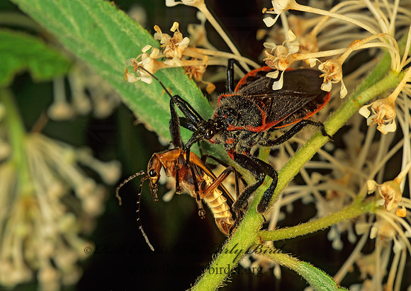 Apiomerus crassipes 173418z