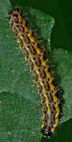 Haploa HAPLOA MOTH 5000560z