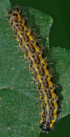 Haploa HAPLOA MOTH 5000560z
