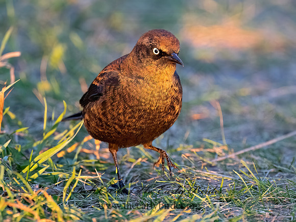 Euphagus carolinus RUSTY BLACKBIRD 9091223z
