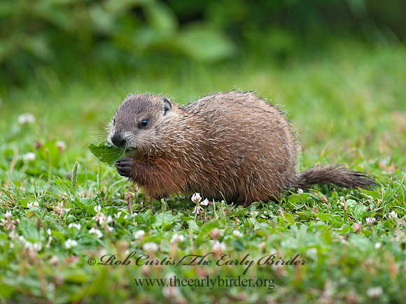 Marmota monax  WOODCHUCK 8034817z