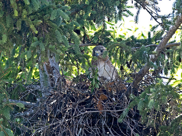 Buteo jamaicensis  RED-TAILED HAWK 9068646z