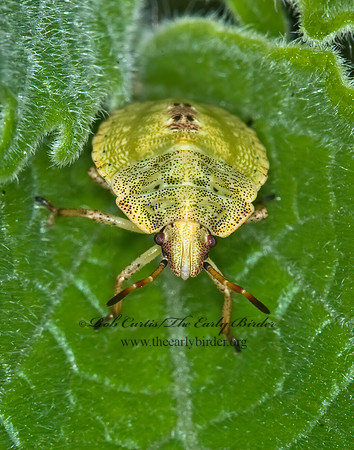 Euschistus 6013737z