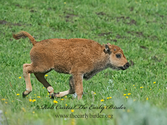 Bison bison  AMERICAN BISON 9061015z