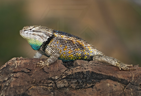 Sceloporus magister  DESERT SPINY LIZARD 6025401z