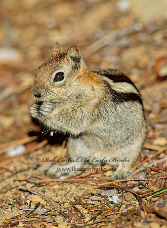 Callospermophilus lateralis  GOLDEN MANTLED SQUIRREL 112302z