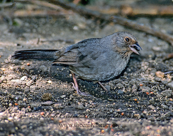 Melozone crissalis  CALIFORNIA TOWHEE 126817z