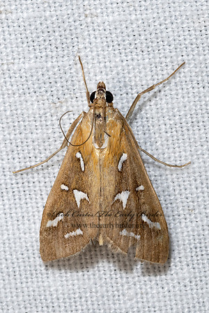 Diastictis fracturalis  FRACTURED WESTERN SNOUT 3039385z