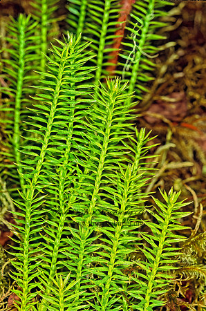 Spinulum annotinum~  STIFF CLUB MOSS 230228z