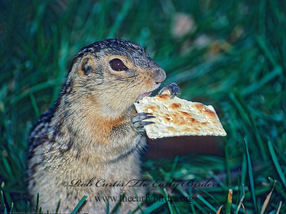 Ictidomys tridecimlineatus  13-LINED GROUND SQUIRREL 24616 z