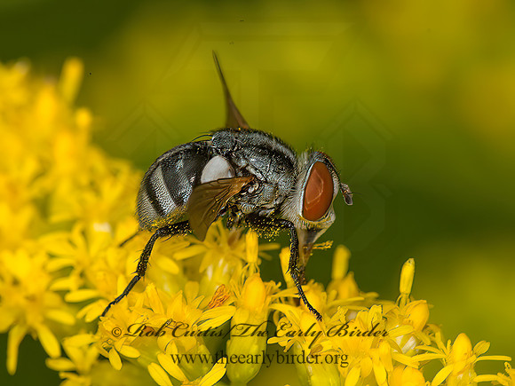 Gymnoclytia occidua  TACHINID FLY  9040661z