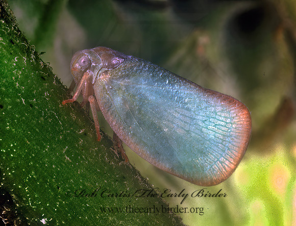 Flatormenis proxima  NORTHERN FLATID PLANTHOPPER 1275212z