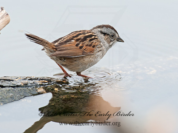 Melospiza georgiana  SWAMP SPARROW 8032762z