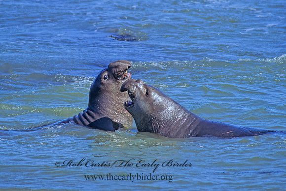 Mirounga angustirostris  NORTHERN ELEPHANT SEAL 111106z