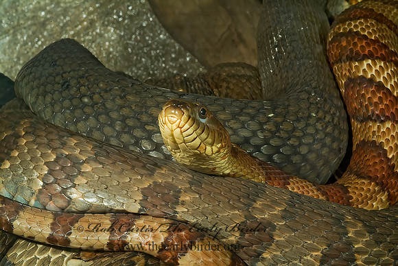 Nerodia sipedon  NORTHERN WATER SNAKE 4002429z