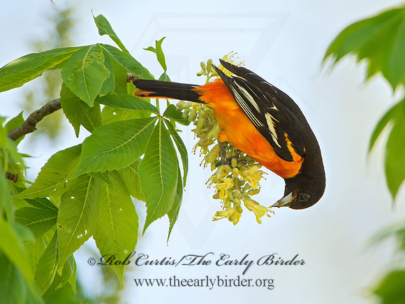 Icterus galbula  BALTIMORE ORIOLE 9044716z