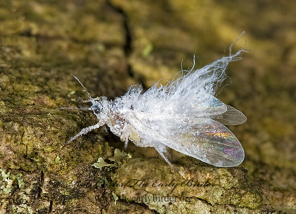 Pemphigini  WOOLY APHID 8014974z