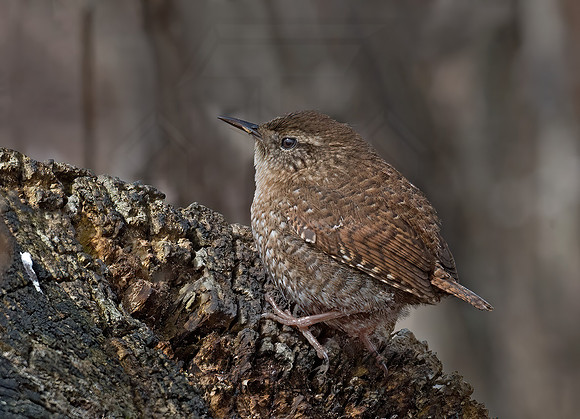 Troglodytes hiemalis  WINTER WREN 9028306z