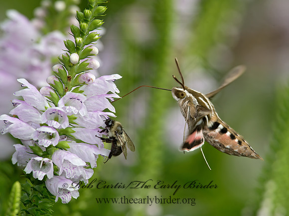 Hyles lineata  WHITE-LINED SPHINX 9014193 z