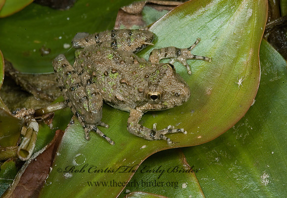 Acris crepitans - Northern Cricket Frog 5014288 z