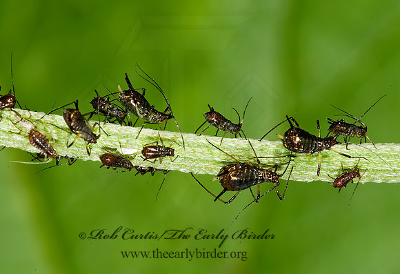 Uroleucon or Macrosiphum  APHID 8007025z