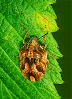 Homaemus aeneifrons 1114711z
