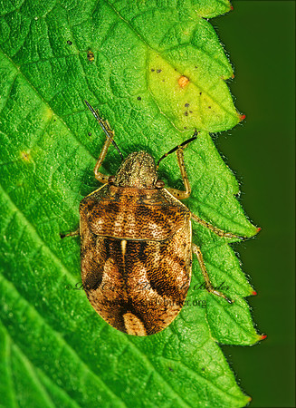 Homaemus aeneifrons 1114711z