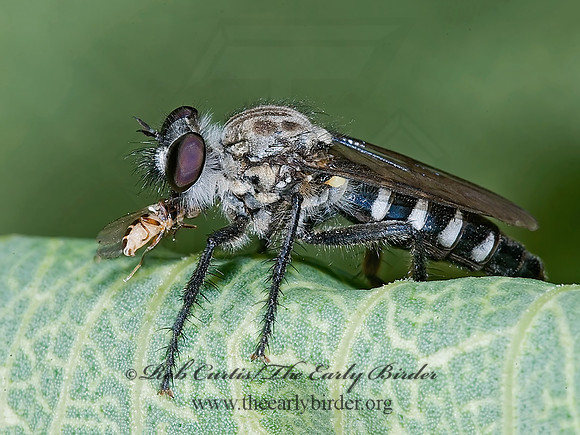 Cyrtopogon  STICHOPOGONINAE ROBBER FLY 7009136z