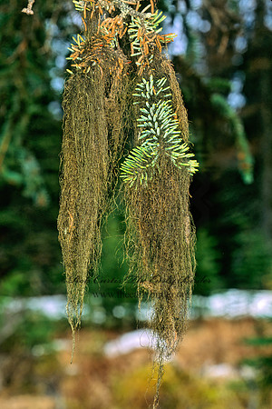 Bryoria fuscescens  SPECKLED HORSEHAIR 237239z