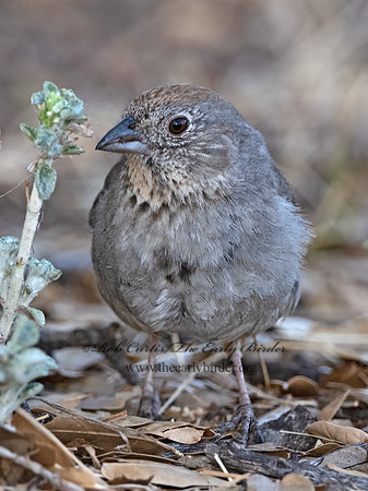 Melozone fuscus  CANYON TOWHEE 3037213z