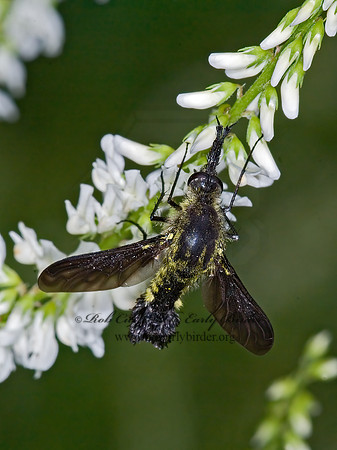 Lepidophora lepidocera  ECLIMINAE BEE FLY 6009437z