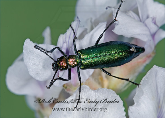 Lytta nutallis 7010713 z