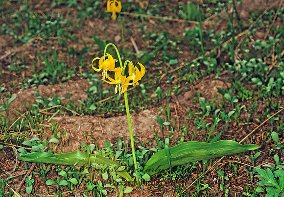 Erythronium grandiflorum  DOGTOOTH VIOLET 113220z