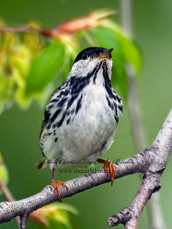 Setophaga striata  BLACKPOLL WARBLER 3007769z