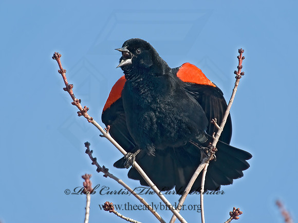 Agelaius phoeniceus  RED-WINGED BLACKBIRD 7001012z