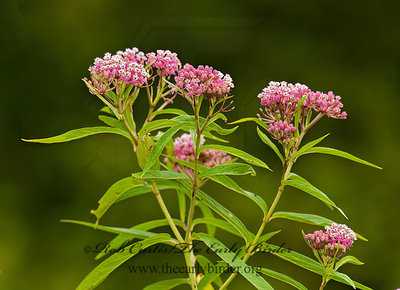 Asclepias incarnata  SWAMP MILKWEED 8022968z