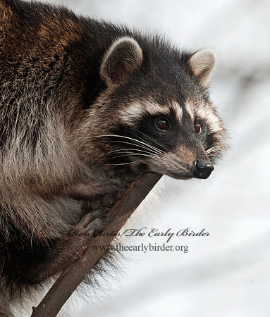 Procyon lotor  RACCOON 8024736 z