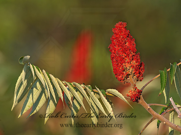 Rhus typhina  STAGHORN SUMAC 9040940z