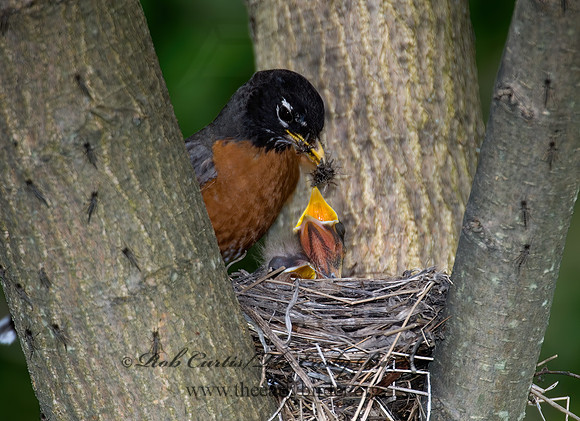 Turdus migratorius  AMERICAN ROBIN 6005604z