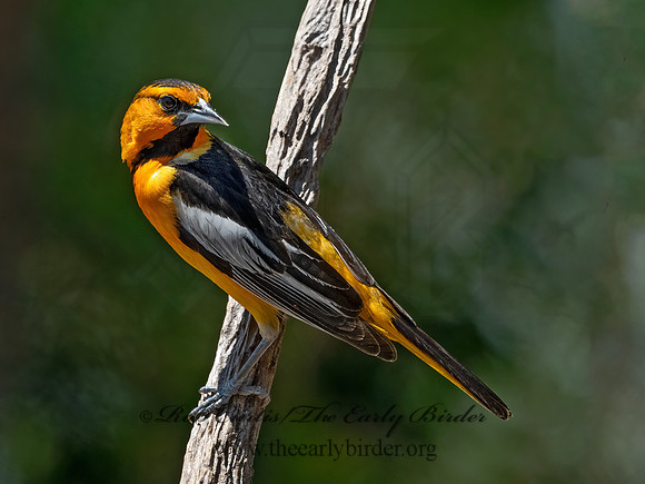 Icterus bullockii  BULLOCK'S ORIOLE 3033152z