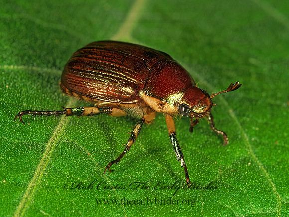 Anomala marginata 248914z