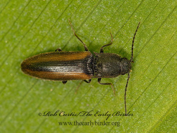Dalopius  CLICK BEETLE 9058372z
