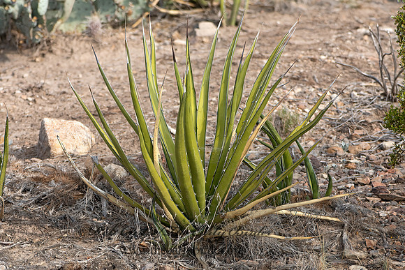 Agave lechuguilla  LECHUGILLA 3038326-z