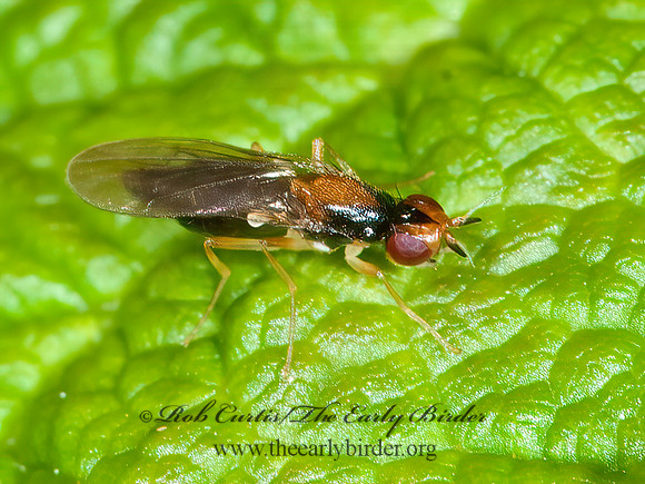 Psila collaris  RUST FLY 3014185z